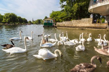 STRATFORD-UPON-AVON, İngiltere - 15 Haziran 2016: İngiltere 'de güzel bir yaz gününde Stratford-upon-Avon' da nehirde kuğular