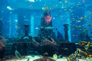 Dubai, Birleşik Arap Emirlikleri - 13 Kasım 2012: Hotel Atlantis Dubai, Suudi Arabistan, büyük akvaryum.