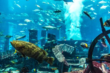 Dubai, Birleşik Arap Emirlikleri - 13 Kasım 2012: Hotel Atlantis Dubai, Suudi Arabistan, büyük akvaryum.