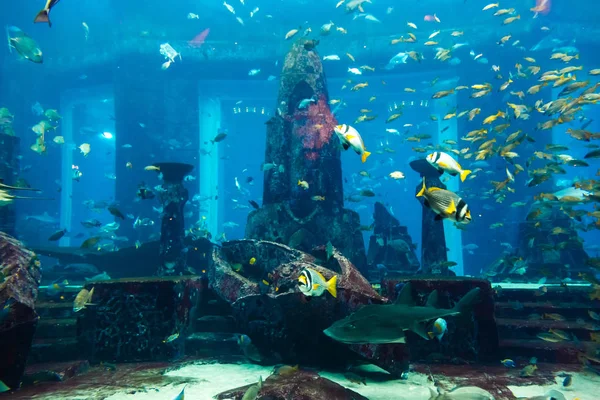 Dubai Uae November 2013 Tropische Fische Einem Korallenriff Dubai Aquarium — Stockfoto