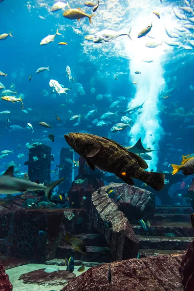 Dubai Uae November 2012 Großes Aquarium Hotel Atlantis Dubai Vereinigte — Stockfoto
