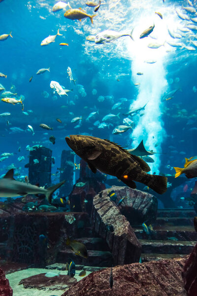 DUBAI, UAE - NOVEMBER 13, 2012:  Large aquarium in Hotel Atlantis  in Dubai, United Arab Emirates.