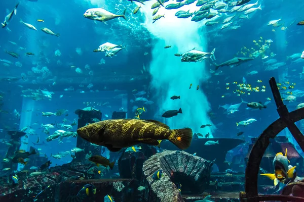 Dubai Verenigde Arabische Emiraten November 2012 Grote Aquarium Hotel Atlantis — Stockfoto