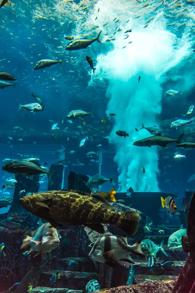Dubai Uae November 2012 Large Aquarium Hotel Atlantis Dubai United — Stock Photo, Image