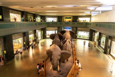 NEW YORK CITY, ABD - 29 Mart 2020: New York, ABD 'deki American Museum of Natural History' de fil