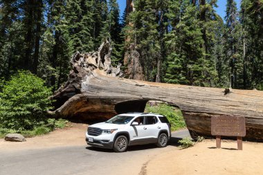 SEQUOIA ULUSAL PARK, CALIFORNIA, ABD - 29 Mart 2020: ABD 'deki Sequoia Ulusal Parkı' ndaki tünel logundan bir araba geçiyor