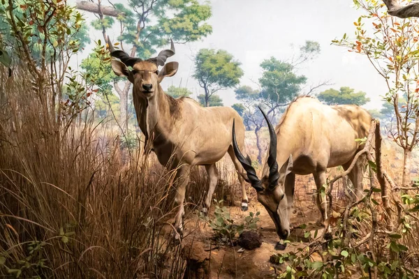 New York City Usa Mars 2020 Interiör American Museum Natural — Stockfoto