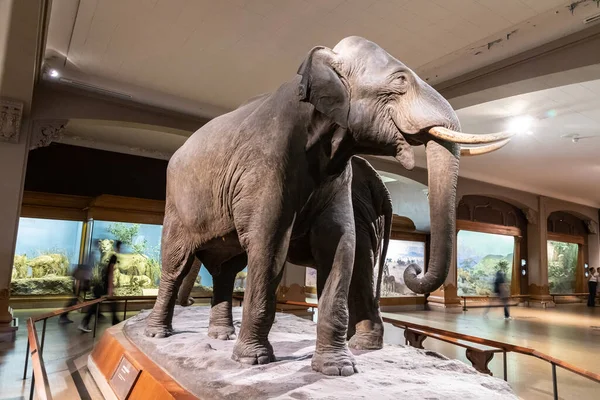 Nova Iorque Cidade Eua Março 2020 Elefante Museu Americano História — Fotografia de Stock