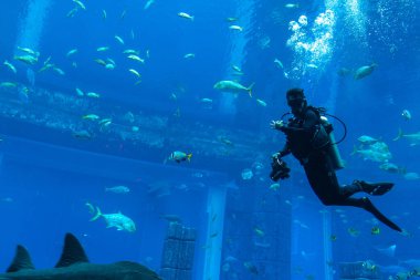 DUBAI, BAE - 5 Nisan 2020: Kayıp odalarda dalgıç - Dubai, Birleşik Arap Emirlikleri 'nde Hotel Atlantis' te büyük bir akvaryum