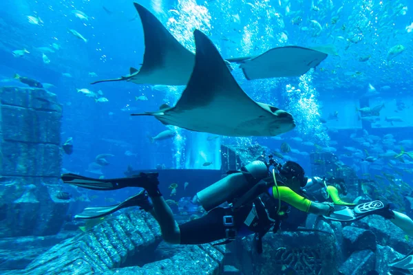 Dubai Uae April 2020 Scuba Diver Lost Room Large Aquarium — 스톡 사진