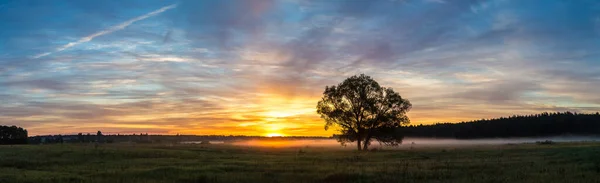 Восход Солнца Над Зеленым Полем Одиноким Деревом Летним Утром — стоковое фото
