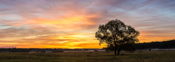 Восход Солнца Над Зеленым Полем Одиноким Деревом Летним Утром — стоковое фото