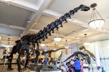 NEW YORK CITY, ABD - 29 Mart 2020: New York City, ABD 'deki American Museum of Natural History' deki dinozor