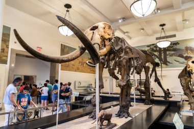 NEW YORK CITY, ABD - 29 Mart 2020: New York, ABD 'deki American Museum of Natural History' de fil