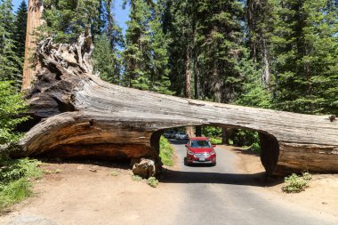 SEQUOIA ULUSAL PARK, CALIFORNIA, ABD - 29 Mart 2020: ABD 'deki Sequoia Ulusal Parkı' ndaki tünel logundan bir araba geçiyor