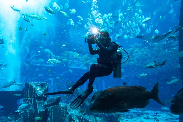 Dubai Uae April 2020 Scuba Diver Lost Room Large Aquarium — 스톡 사진