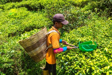 CAMERON HIGHLANDS, MALAYSIA - 22 Şubat 2020: Cameron Highlands, Malezya 'daki çay tarlasında çay yaprağı toplayan işçi