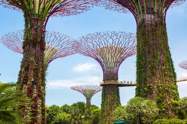 Singapur Juni 2019 Der Supertree Grove Und Skyway Gardens Bay — Stockfoto