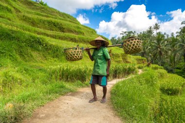 BALI, INDONEZYA - 28 Şubat 2020: Yaşlı çiftçi Bali, Endonezya 'daki Tegallalang pirinç teras sahasında omuzunda sepet taşıyor