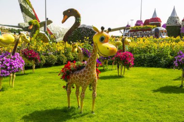 DUBAI, BİRLİK ARAB EMIRATES - 31 Ocak 2020: Güneşli bir günde Dubai mucizevi bahçesi, Birleşik Arap Emirlikleri