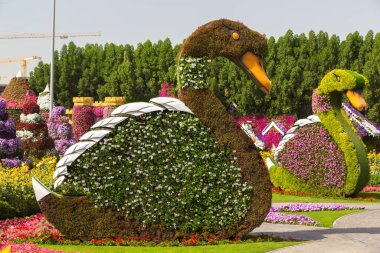 DUBAI, BİRLİK ARAB EMIRATES - 31 Ocak 2020: Güneşli bir günde Dubai mucizevi bahçesi, Birleşik Arap Emirlikleri