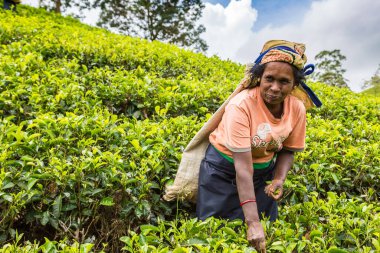 NUWARA ELIYA, SRI LANKA - 15 Şubat 2020: Nuwara Eliya, Sri Lanka 'daki çay tarlasında çay toplayan kadın