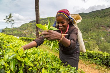 NUWARA ELIYA, SRI LANKA - 15 Şubat 2020: Nuwara Eliya, Sri Lanka 'daki çay tarlasında çay toplayan kadın