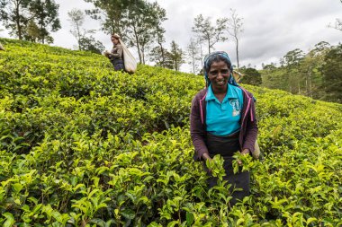 NUWARA ELIYA, SRI LANKA - 15 Şubat 2020: Nuwara Eliya, Sri Lanka 'daki çay tarlasında çay toplayan kadın