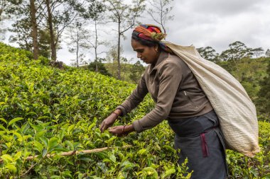NUWARA ELIYA, SRI LANKA - 15 Şubat 2020: Nuwara Eliya, Sri Lanka 'daki çay tarlasında çay toplayan kadın