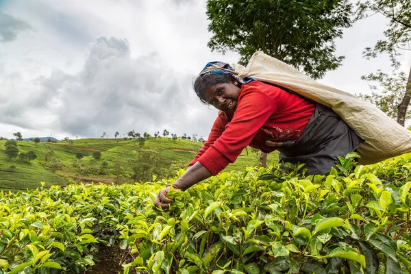 Nuwara Eliya Sri Lanka Februar 2020 Kvindeteplukker Teplantage Nuwara Eliya - Stock-foto