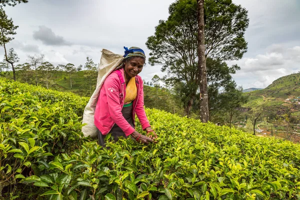 Nuwara Eliya Sri Lanka Ruari 2020 Kvinnlig Plockare Plantage Nuwara — Stockfoto