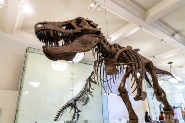 NEW YORK CITY, ABD - 29 Mart 2020: New York City, ABD 'deki American Museum of Natural History' deki dinozor