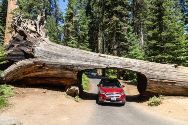 SEQUOIA ULUSAL PARK, CALIFORNIA, ABD - 29 Mart 2020: ABD 'deki Sequoia Ulusal Parkı' ndaki tünel logundan bir araba geçiyor
