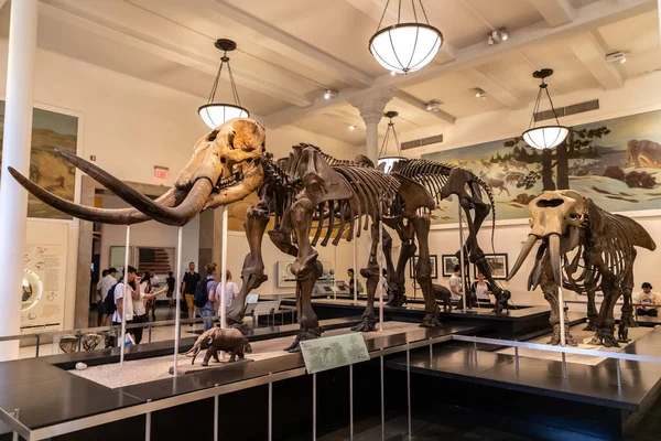 New York City Usa March 2020 Elephant American Museum Natural — Stock Photo, Image