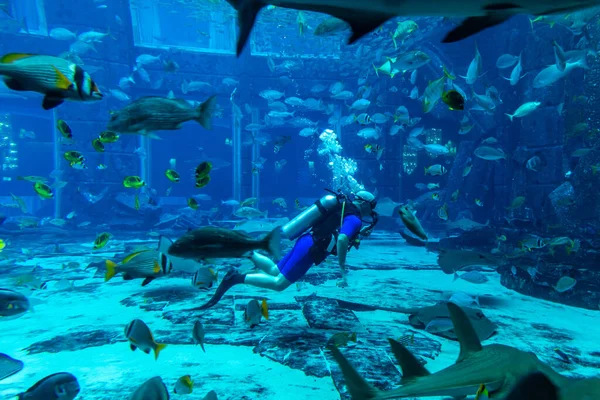 Dubai Uae April 2020 Scuba Diver Lost Room Large Aquarium — 스톡 사진