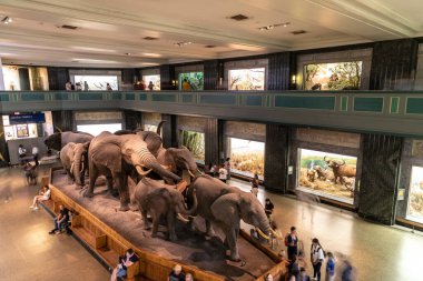 NEW YORK CITY, ABD - 29 Mart 2020: New York, ABD 'deki American Museum of Natural History' de fil
