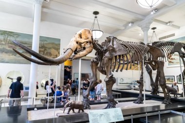 NEW YORK CITY, ABD - 29 Mart 2020: New York, ABD 'deki American Museum of Natural History' de fil