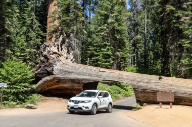 SEQUOIA ULUSAL PARK, CALIFORNIA, ABD - 29 Mart 2020: ABD 'deki Sequoia Ulusal Parkı' ndaki tünel logundan bir araba geçiyor