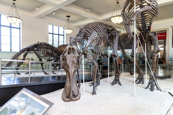 New York City Usa Marca 2020 Dinozaur Amerykańskim Muzeum Historii — Zdjęcie stockowe