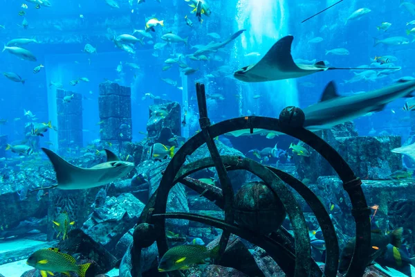 Dubai Emirati Arabi Uniti Aprile 2020 Camere Perdute Grande Acquario — Foto Stock