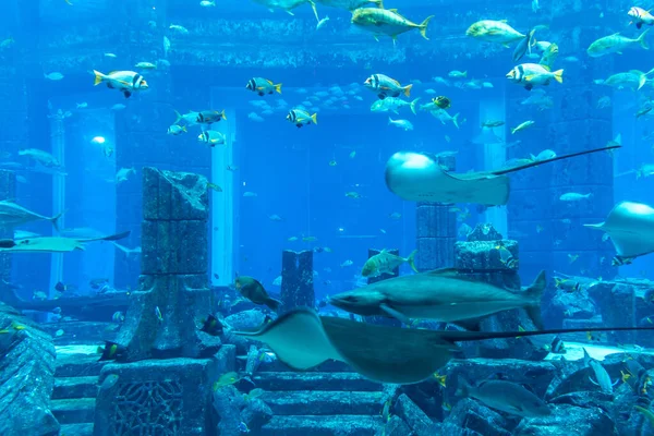 ドバイ アラブ首長国連邦 エイプリル社2020年5月5日 ロストチャンバー アラブ首長国連邦ドバイのアトランティスホテルの大型水族館 — ストック写真