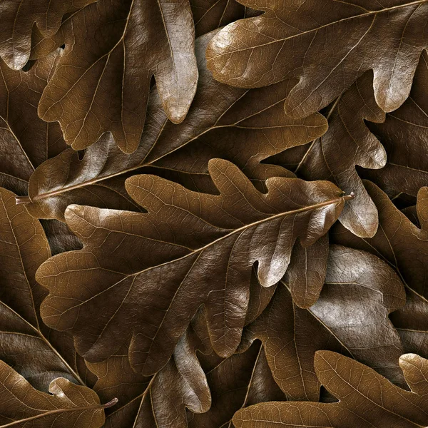Nahtlose Eiche Herbst Blätter Hintergrund — Stockfoto