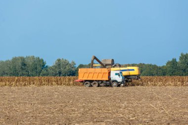 Biçerdöver alan olgunlaşmış ayçiçeği hasat. Ziraat petrol üretim kavramı