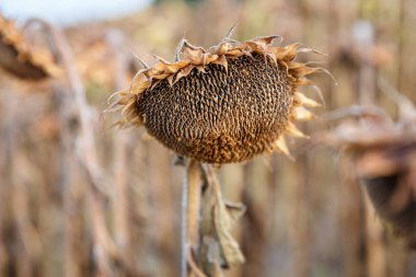 Olgunlaşmış ayçiçeği bir sahada hasat için hazır görünümünü kapatın. Petrol üretim kavramı tarım