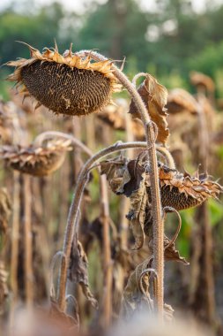 Görünümü olgunlaşmış ayçiçeği bir fi hasat için hazır kadar kapatın
