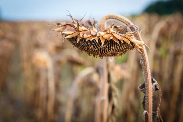 Vue Rapprochée Tournesols Mûrs Prêts Être Récoltés Sur Champ Concept — Photo