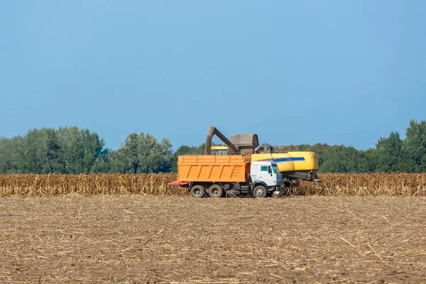 Biçerdöver alan olgunlaşmış ayçiçeği hasat. Ziraat petrol üretim kavramı