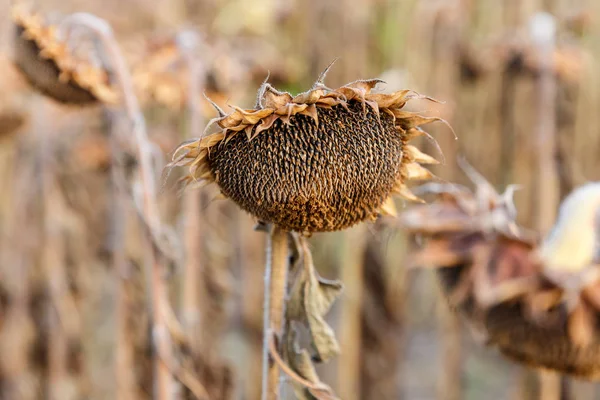 Olgunlaşmış ayçiçeği bir sahada hasat için hazır görünümünü kapatın. Petrol üretim kavramı tarım