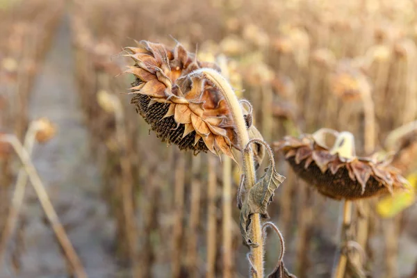 Vue Rapprochée Tournesols Mûrs Prêts Être Récoltés Sur Champ Concept — Photo