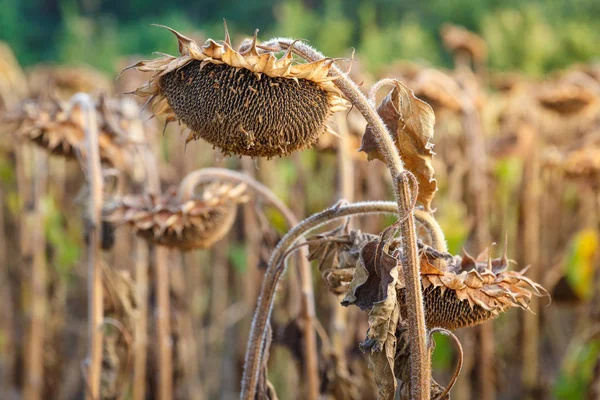 Vista Vicino Girasoli Maturi Pronti Raccolta Campo Concetto Produzione Petrolifera — Foto Stock